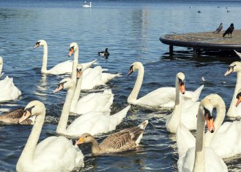 Are We Losing Earth?