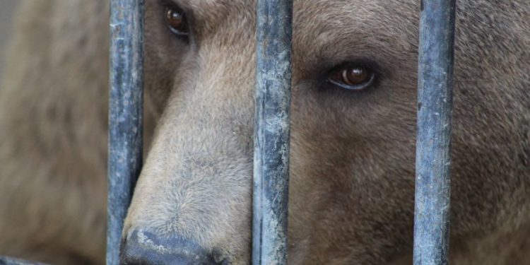 Gori’s Lonely Bear Moved to a Better Home at Tbilisi Zoo