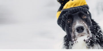 How Beeline Bid Farewell to 2020