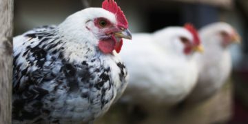 First Case of H5N8 Detected in Humans in Russia