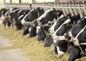 Tbilisi Milk Factory Accepts €2.4M Belarusian Investment