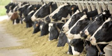 Tbilisi Milk Factory Accepts €2.4M Belarusian Investment