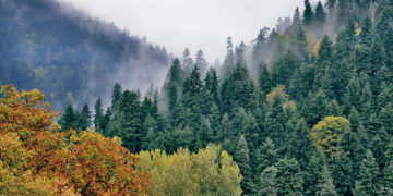 Georgia Explores New Opportunities to Enhance Finance Management for Biodiversity, Forestry & Agriculture