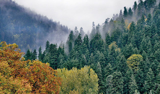Georgia Explores New Opportunities to Enhance Finance Management for Biodiversity, Forestry & Agriculture