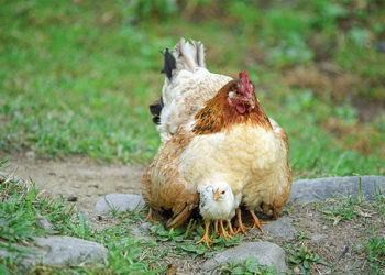 Playing Chicken: Etseri, Svaneti