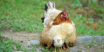 Playing Chicken: Etseri, Svaneti