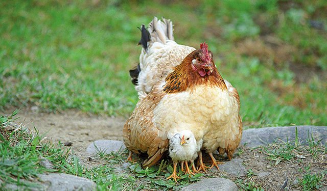 Playing Chicken: Etseri, Svaneti