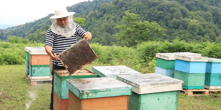 IFC: A Sweet Start to Increased Georgia Exports to Europe