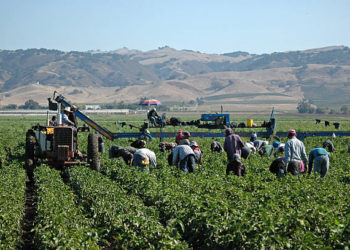 Germany to Legally Employ 5000 Georgian Citizens