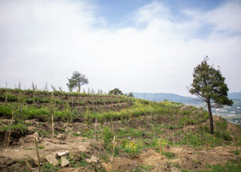 Tbilisi City Hall Plants 10,765 Saplings as Part of Urban Forest Restoration Project