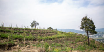 Tbilisi City Hall Plants 10,765 Saplings as Part of Urban Forest Restoration Project