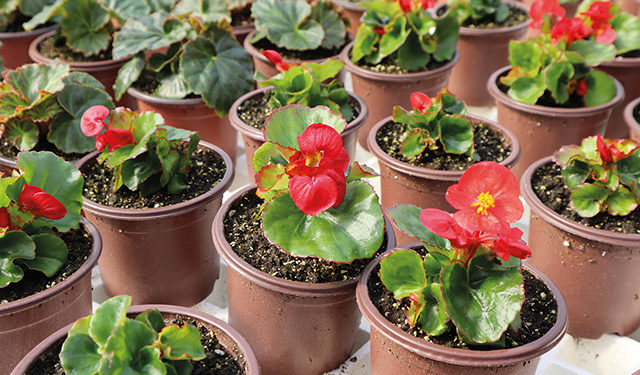 Mza Chitili’s GM on Helping Georgian Agriculture & Surviving the COVID Pandemic