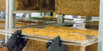 Sokosia is an environmentally-focused enterprise that produces mycelium, a vegetable-based alternative to plastic