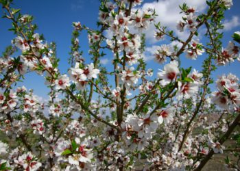 Georgia Releases New National Climate Pledge under Paris Agreement