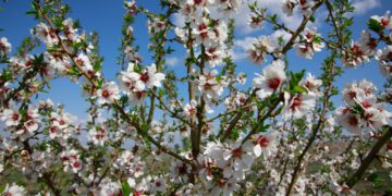Georgia Releases New National Climate Pledge under Paris Agreement