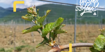 თიბისი ბიზნესის მხარდაჭერით კომპანია “სულა” კახეთში მეღვინეობას აფართოვებს