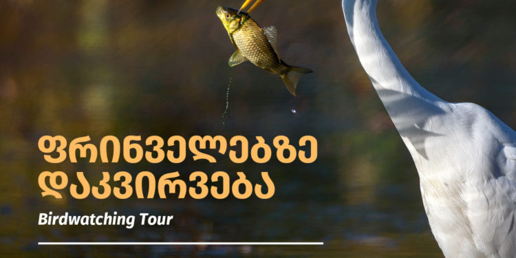 Birdwatching Tour on June 21 at Krtsanisi Forest Park