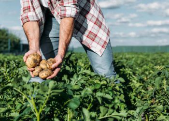 Embassy: Georgian Workers in Germany to Have New Employer