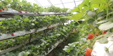 10 Georgian Workers in Germany to Return Home and Sue Employment Agency