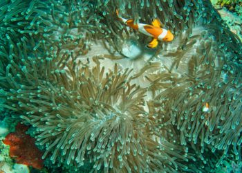 UN Country Team: Time to Recreate, Reimagine & Restore Ecosystems for Generations to Come