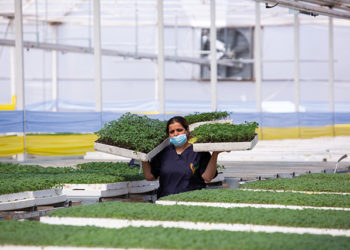 The workers claim to have been underpaid and overworked, and plan to start legal processes to sue for damages. Image source: Georgian Agriculture Ministry