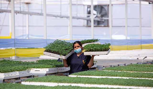 The workers claim to have been underpaid and overworked, and plan to start legal processes to sue for damages. Image source: Georgian Agriculture Ministry