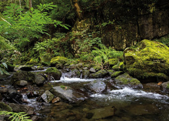 UNESCO to Protect Colchic Rainforests and Wetlands