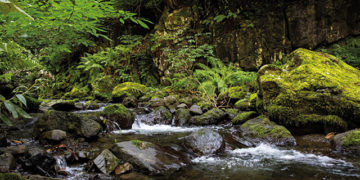 UNESCO to Protect Colchic Rainforests and Wetlands