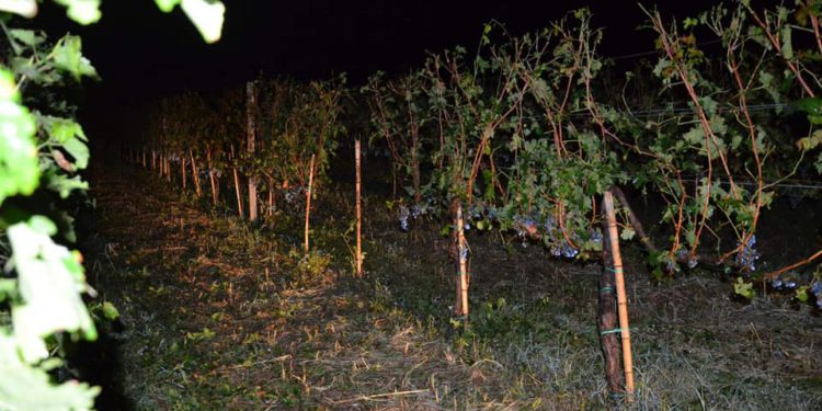 Heavy Hail Destroys Vineyards in Several Villages of Kakheti
