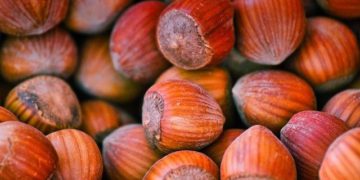 Swiss Company Camille Bloch Expects Its First Georgian Hazelnut Harvest by 2025