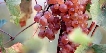 164,000 Tons of Grapes Processed in Georgia as of September 22