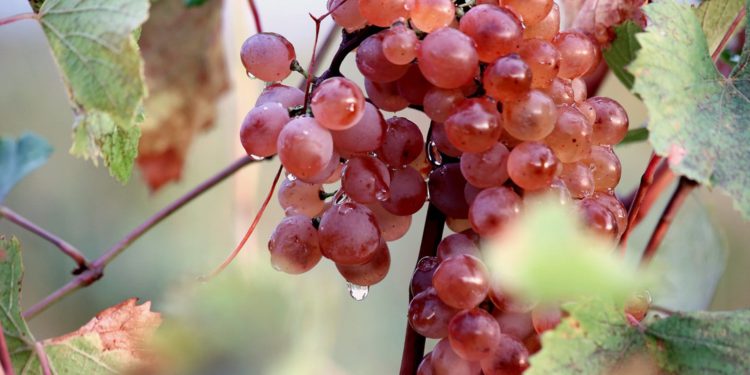 164,000 Tons of Grapes Processed in Georgia as of September 22