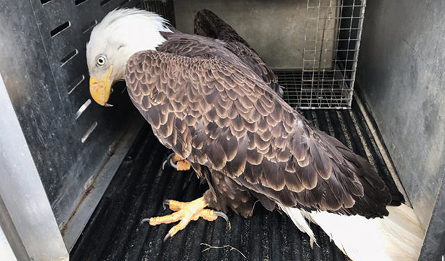 An injured American eagle. Source: fredericksburg.com