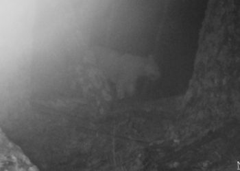 After 12 Years, Leopard again Spotted in Georgia
