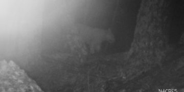 After 12 Years, Leopard again Spotted in Georgia