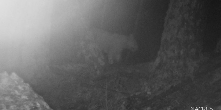 After 12 Years, Leopard again Spotted in Georgia