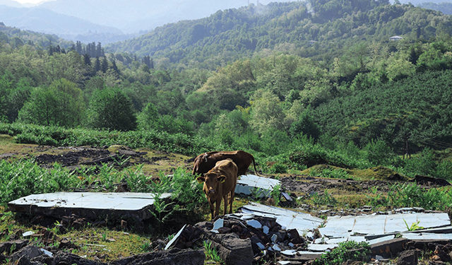 Photo by Tom Pinnegar