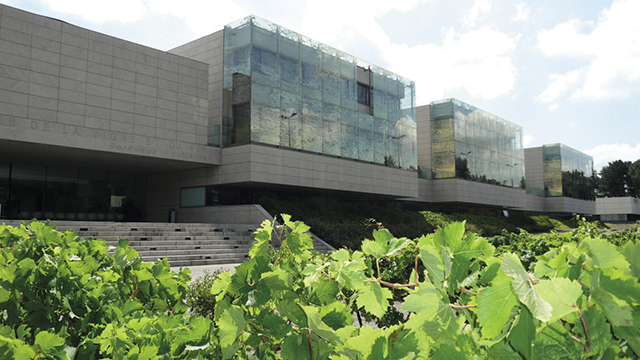  The University of Bordeaux’s Science Institute of Vine and Wine Bordeaux Sciences Agro project, VitApt, has over 50 different vines in its vineyard. Source: wintour-master.eu