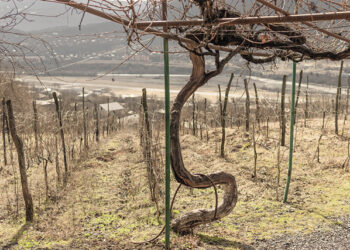 Wine companies and oenophiles have been reading with horror the growing pile of gloomy reports on what lies ahead as temperatures mount. Source: bettyonthego.com