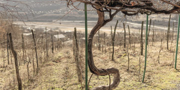 Wine companies and oenophiles have been reading with horror the growing pile of gloomy reports on what lies ahead as temperatures mount. Source: bettyonthego.com