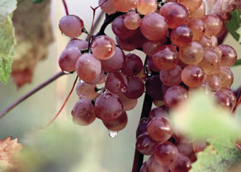 Source: The Georgian National Wine Agency