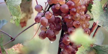 Source: The Georgian National Wine Agency