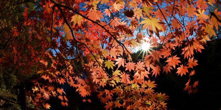 Warm and Rainless Weather Expected in Georgia