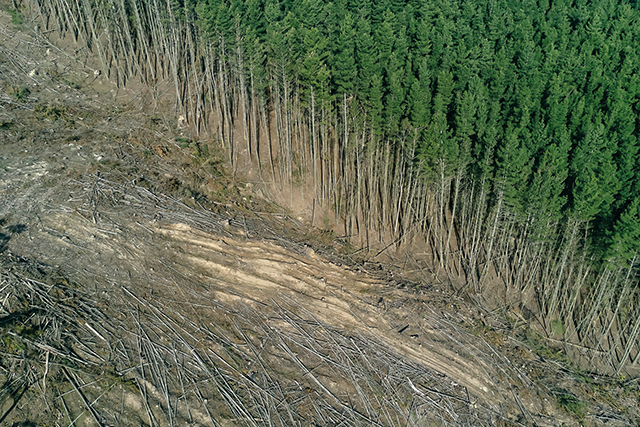 The world lost 258,000 square kilometers of forest in 2020, which is roughly the size of the United Kingdom. Photo by Gryffyn M