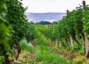 Daily Mail: Grapes Used to Make European Wine are from Georgia, Study Suggests