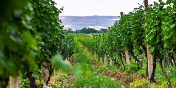 Daily Mail: Grapes Used to Make European Wine are from Georgia, Study Suggests