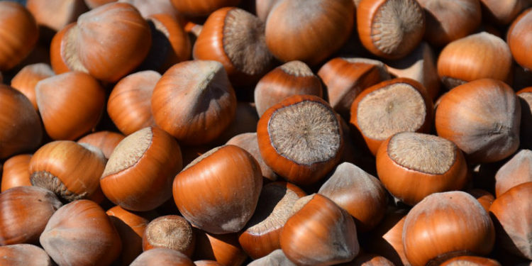 Georgian Hazelnut Exports up 28%