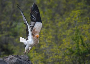 World Wildlife Day: Biodiversity Monitoring Helps Protect Endangered Species in Georgia