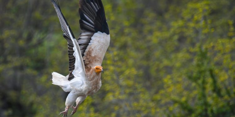 World Wildlife Day: Biodiversity Monitoring Helps Protect Endangered Species in Georgia