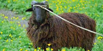 Not to Be Cynical or Anything